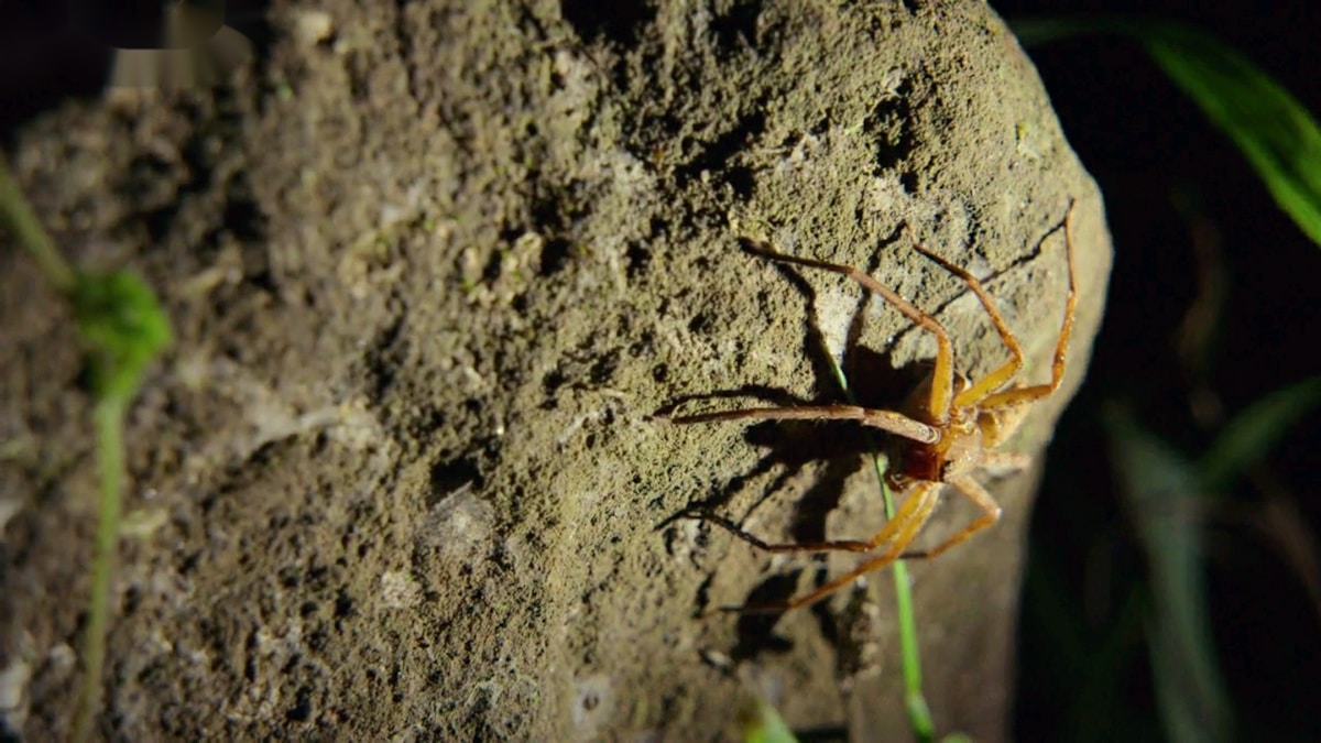 Meet the Mighty Wall Spider: Nature's Pint-Sized Pest Controller