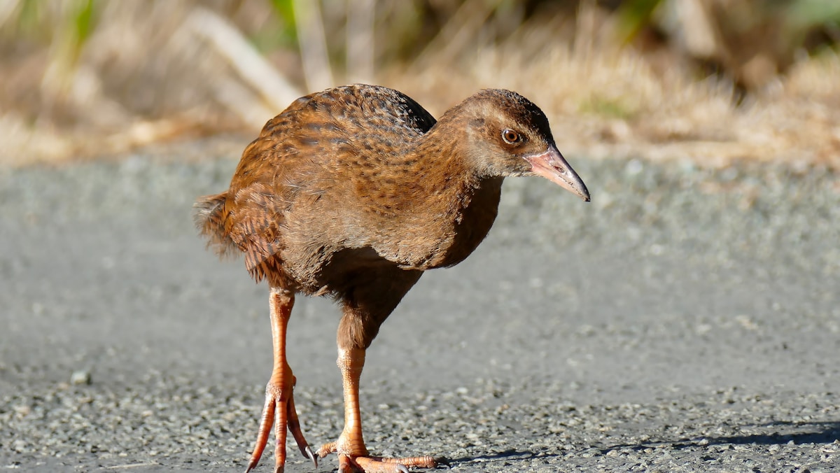 Renters gain stronger protections while New Zealand celebrates kiwi bird recovery