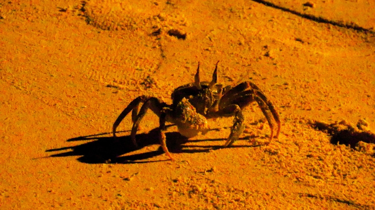 Ancient Sideways Step: Scientists Discover the 200-Million-Year-Old Secret Behind Crabs' Famous Walk