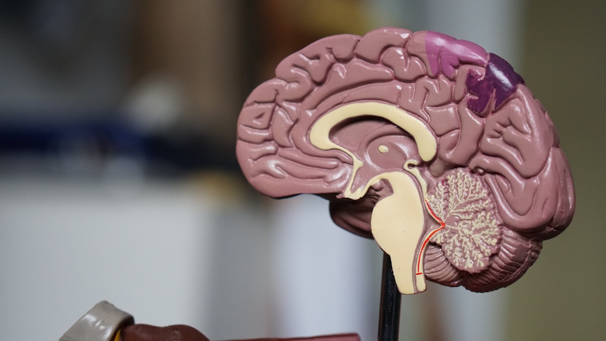 Scientists Discover New Way to Help Brain Clear Alzheimer's Plaques