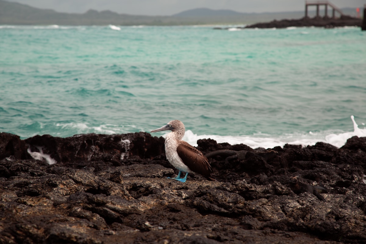 A Rare Seabird Gets a Second Chance: How Galápagos Petrels Are Being Brought Back from the Brink