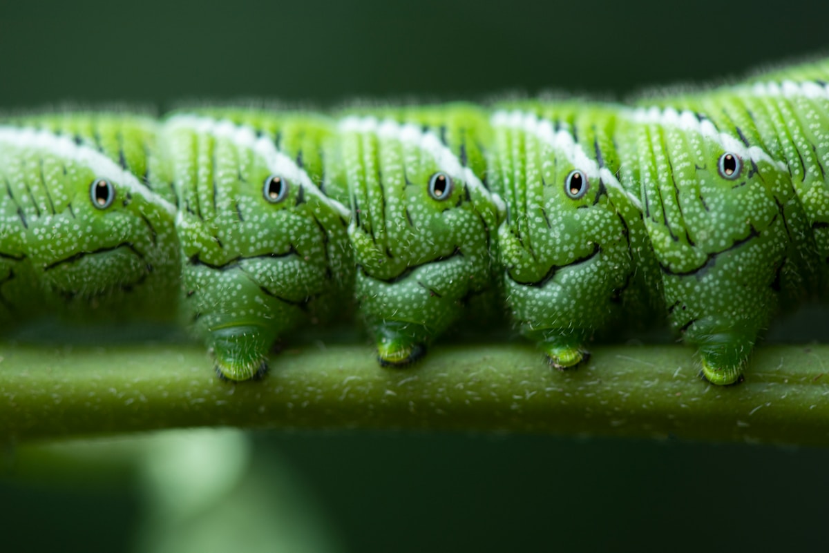 Trees Show Remarkable Timing to Outsmart Caterpillar Infestations
