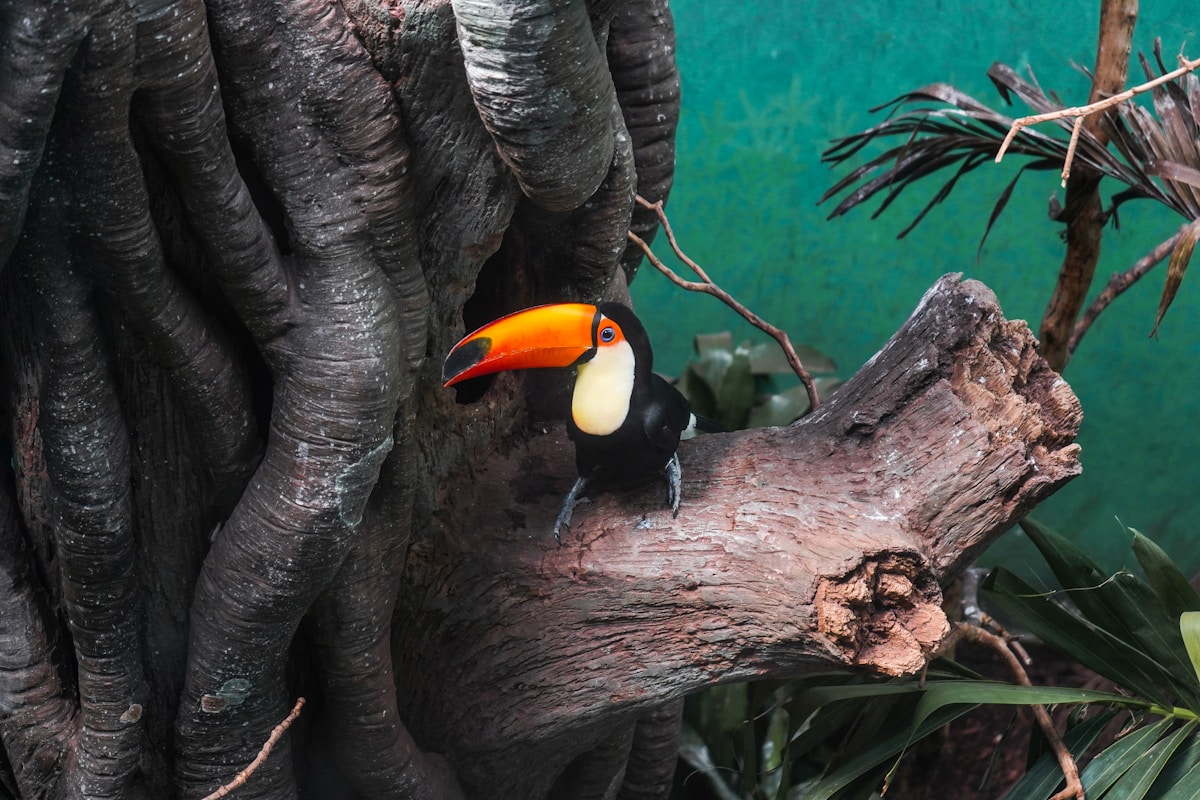 14 Rescued Toucans Find New Home at Bronx Zoo, Becoming Ambassadors for Wildlife Protection