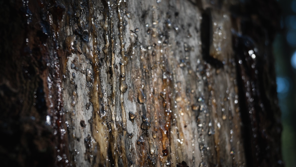 Ancient Tree's Seeds Offer Simple Solution to Microplastic Pollution in Drinking Water