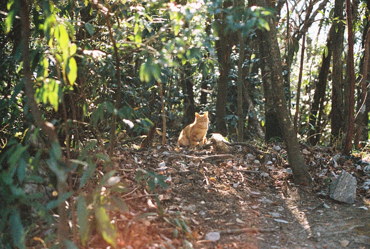 Camera Trap Captures Elusive Fishing Cat in Its Natural Habitat