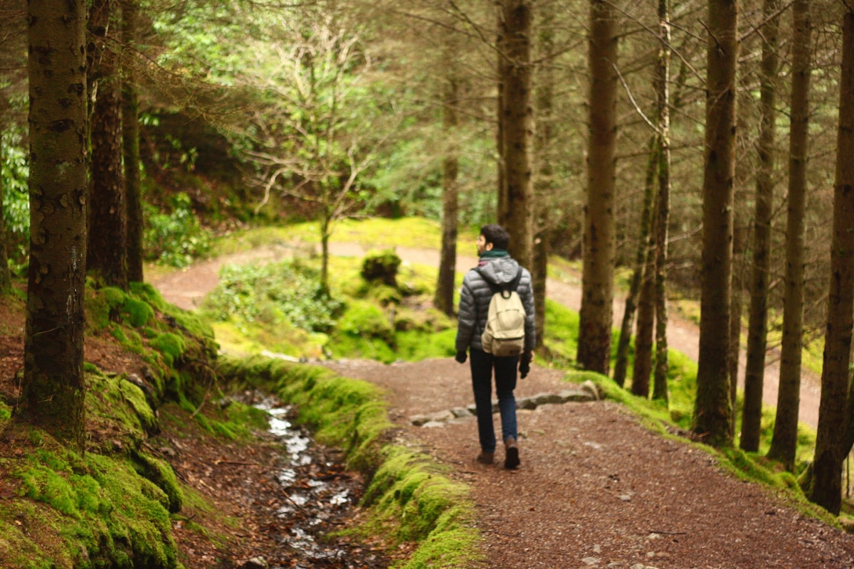 Nature's Remedy: Forest Walks Show Real Promise for Easing Anxiety