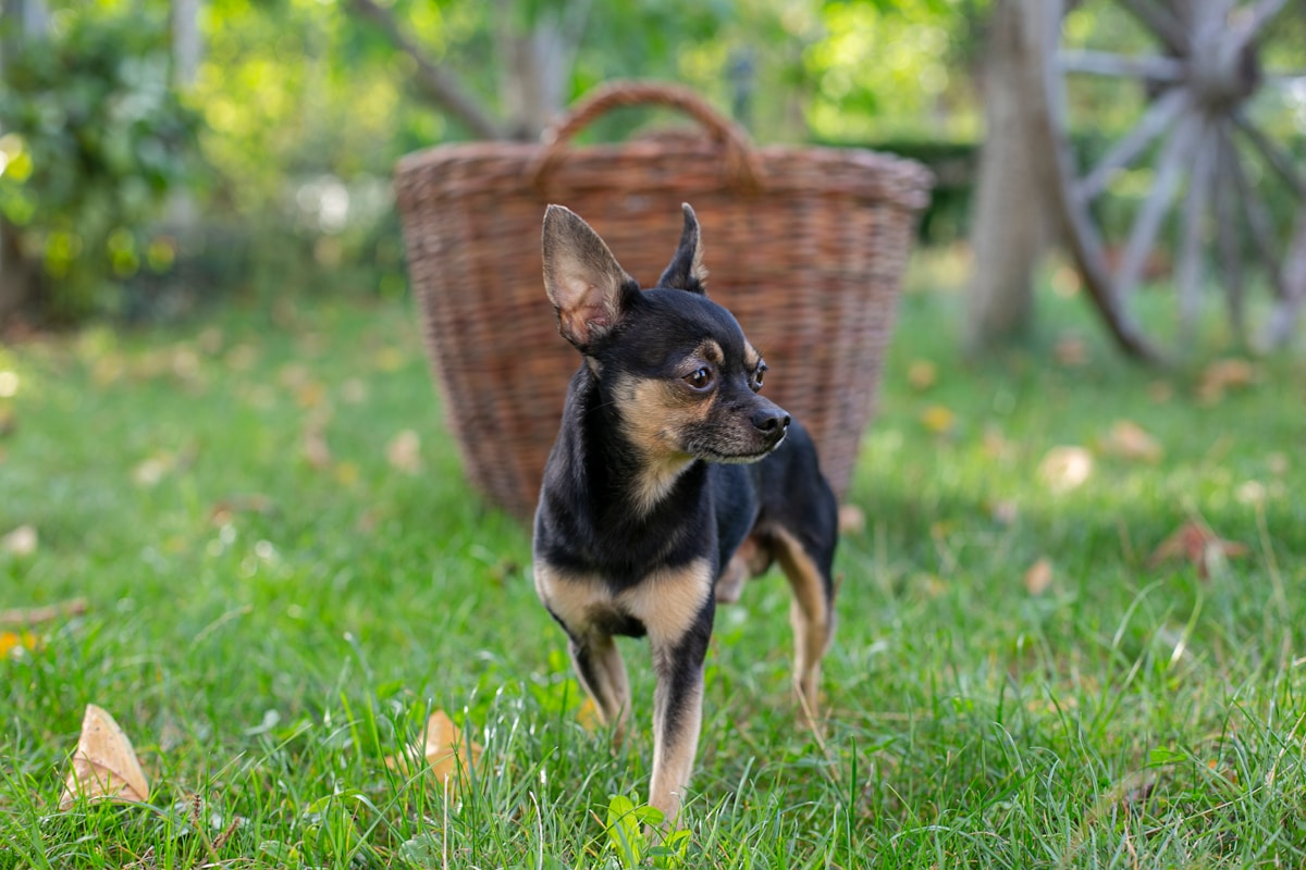 From Abandoned Puppy to Thriving Companion: Dobby's Remarkable Recovery