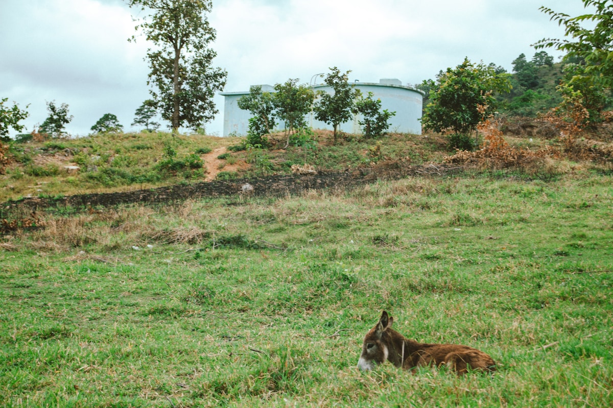 Mountain Magic: Endangered Big Cat Spotted in Honduras After 10-Year Absence