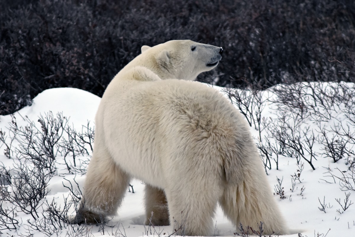 Wildlife Scientists Document Heartwarming Polar Bear Adoption in Manitoba