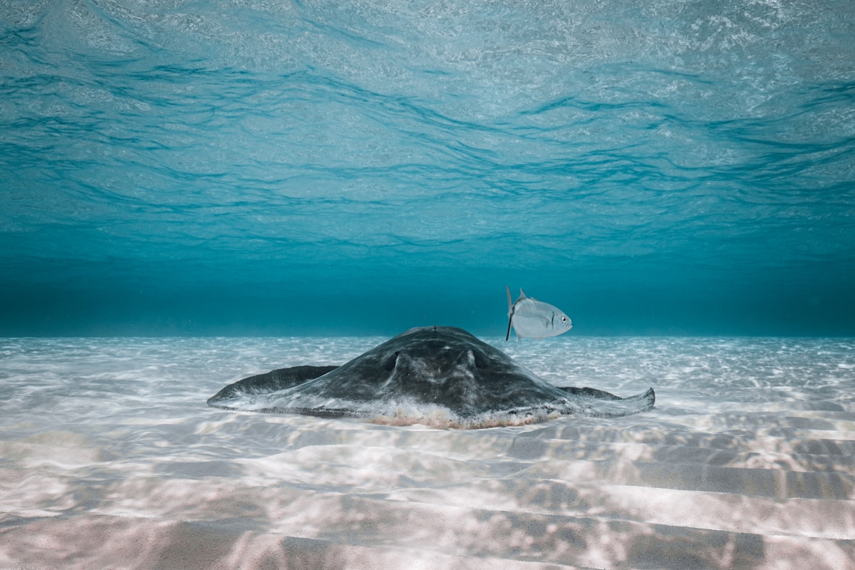 Canadian Mom on a Mission: Documenting Every Sea Turtle Species While Protecting Their Future