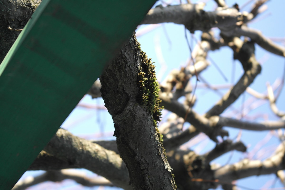 Nature's Perfect Timing: How Oak Trees Outsmart Hungry Caterpillars