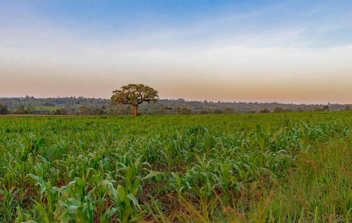 Kenya's Top Court Restores Farmers' Right to Share Seeds, Challenging Global Agricultural Monopolies