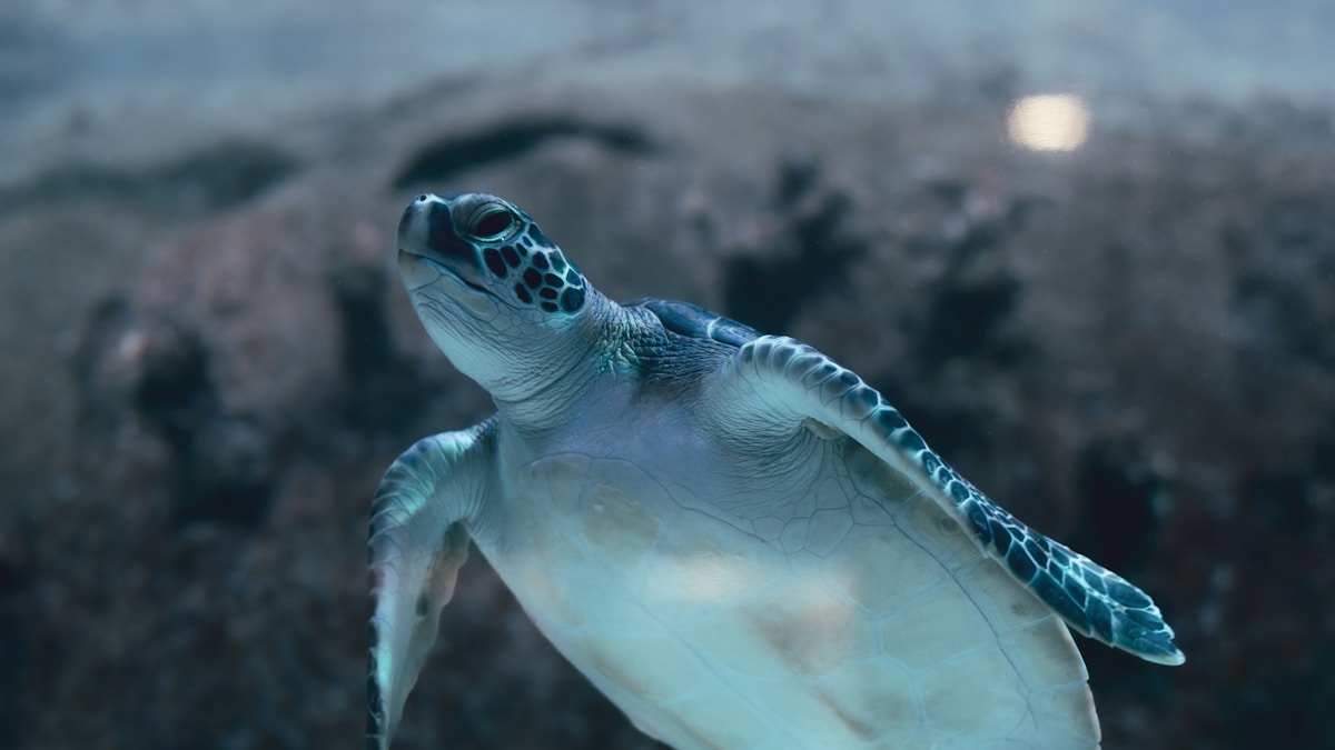 From Barnacle-Bound to Thriving: How Rescuers Gave Kalani the Sea Turtle a Second Chance