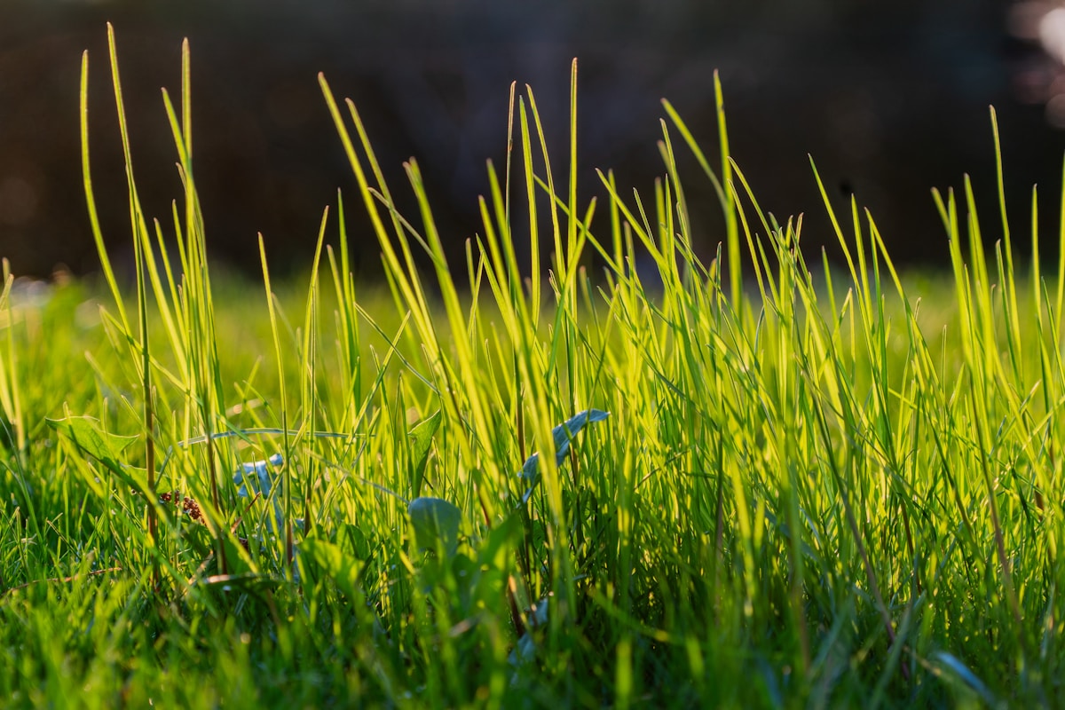 Letting Your Lawn Go Wild in May Is Sparking a Conservation Movement