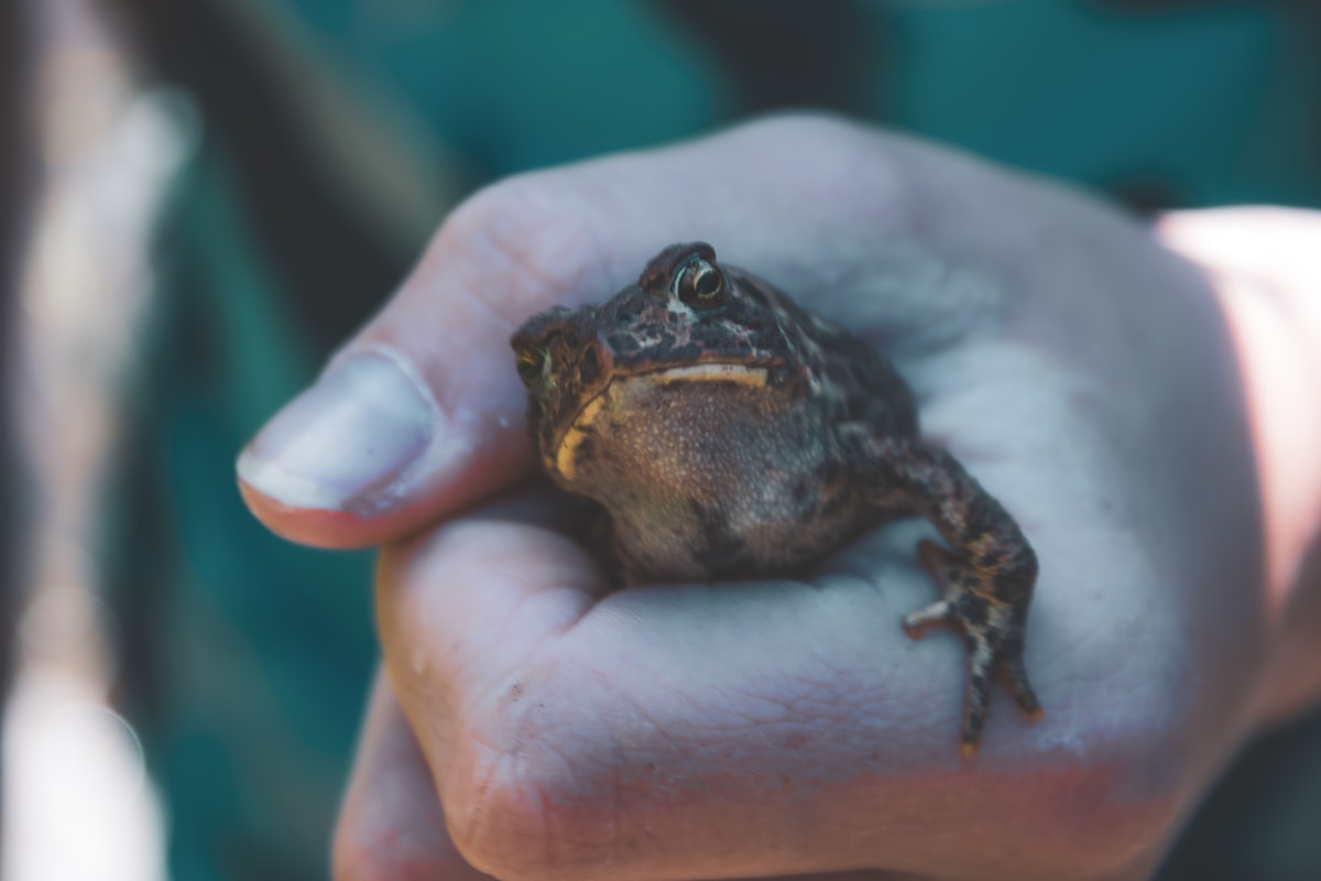 Maine's Volunteer Frog Guardians Help Species Cross to Safety Each Spring