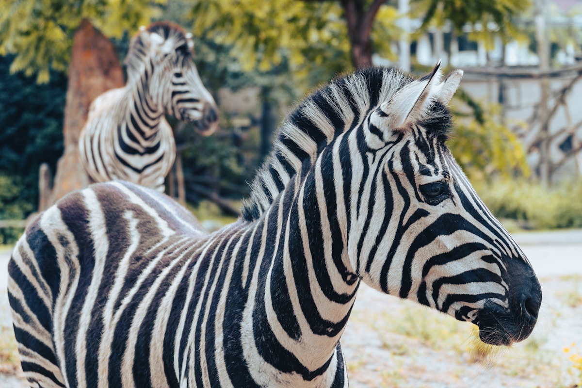 European Zoos Unite to Give Mountain Bongos a Second Chance in Kenya