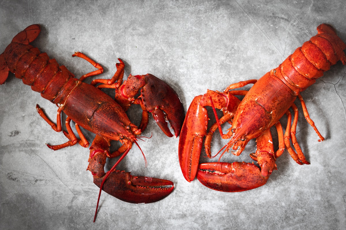 One-in-50-Million Split-Colored Lobster Gets Second Home at Cape Cod Aquarium