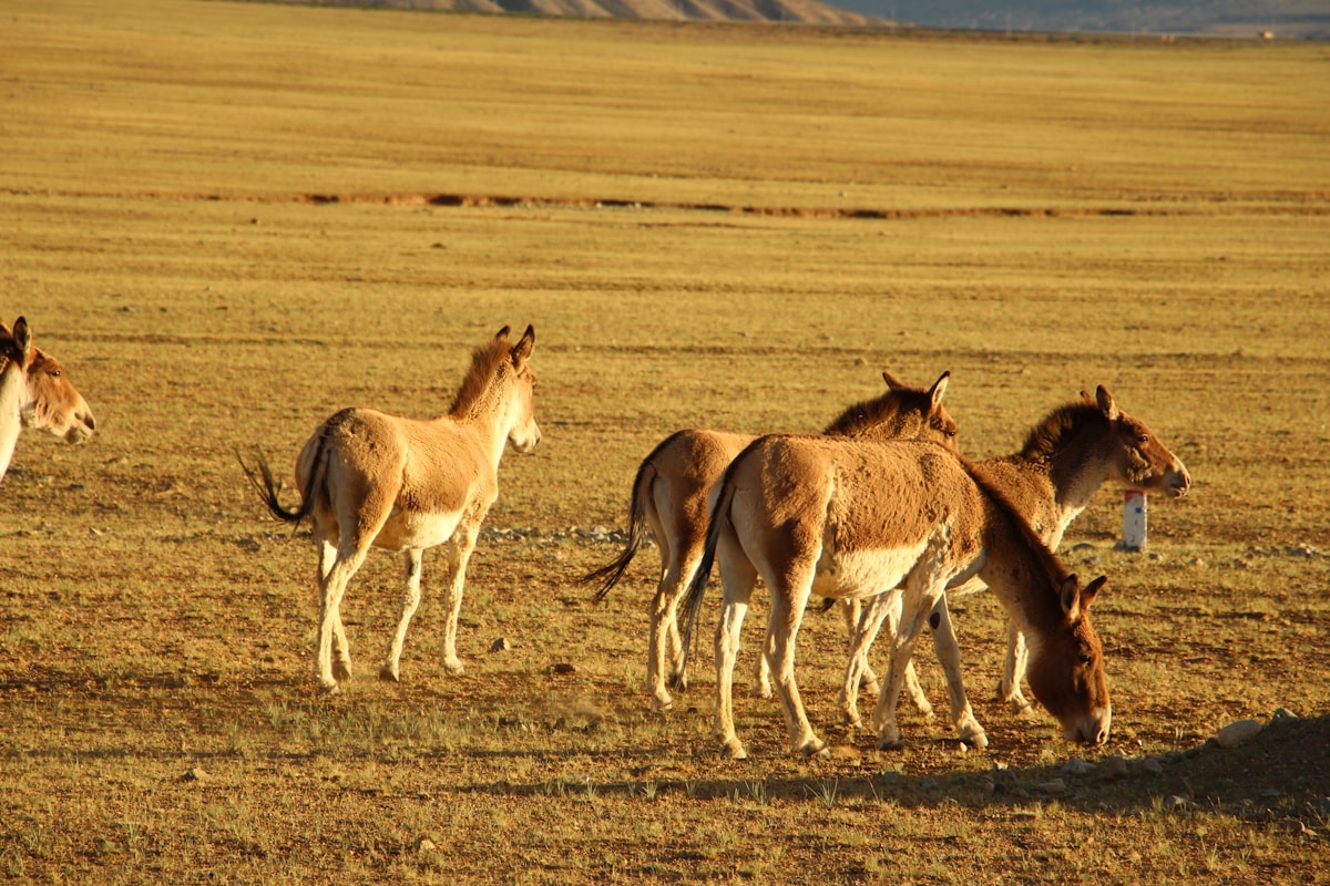 After 65 Years Away, Asiatic Wild Asses Reclaim Their Home in Mongolia