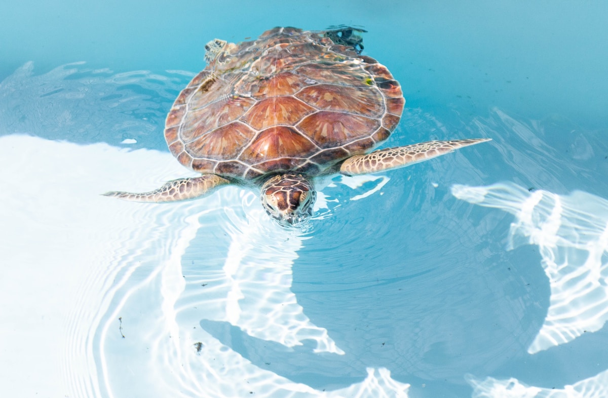 From Critical to Swimming Strong: Loggerhead Sea Turtle's Remarkable Shell Recovery