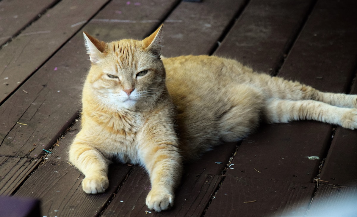 Seattle Man's Act of Kindness Returns Stolen Pet Memorial, Transforms His Own Life