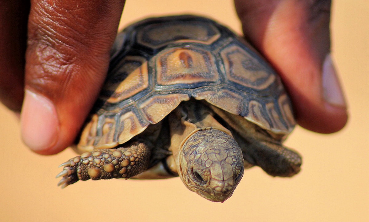 Veterinarian's Ingenious Design Gives Injured Tortoise a Second Chance