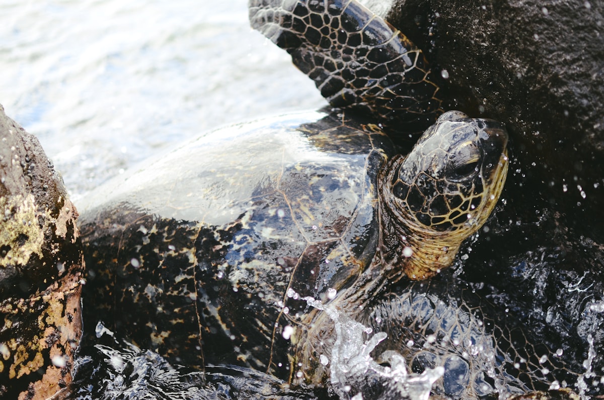 Resilient Sea Turtle Joins Groundbreaking Satellite Tracking Program After Losing Flipper