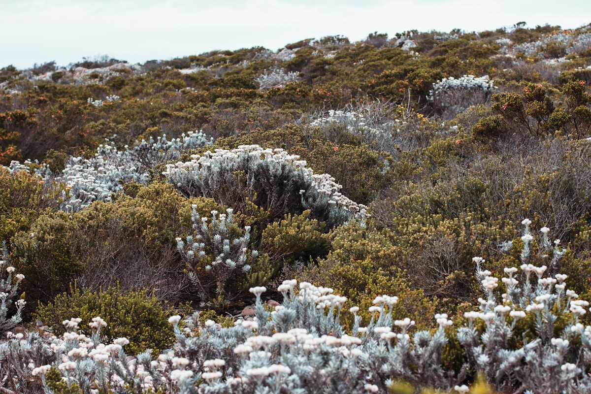 South African Ecosystems Thrive as Conservationists Reclaim 13,000 Acres from Invasive Species