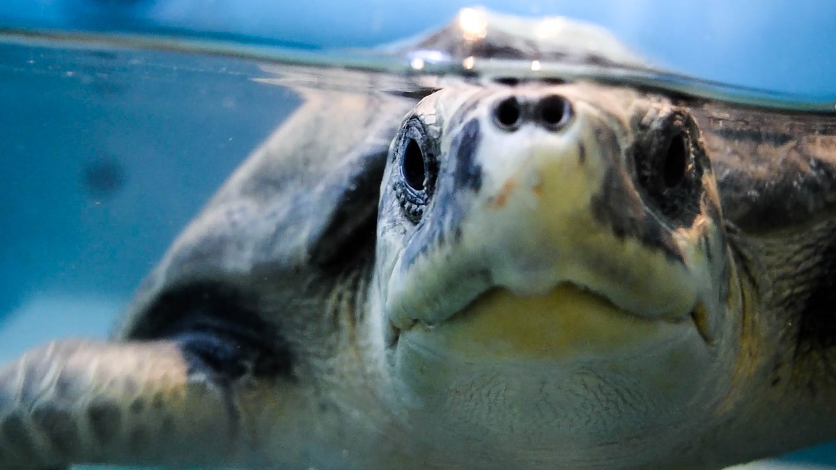 Against All Odds: Loggerhead Sea Turtle Recovers from Massive Tumor and Thrives