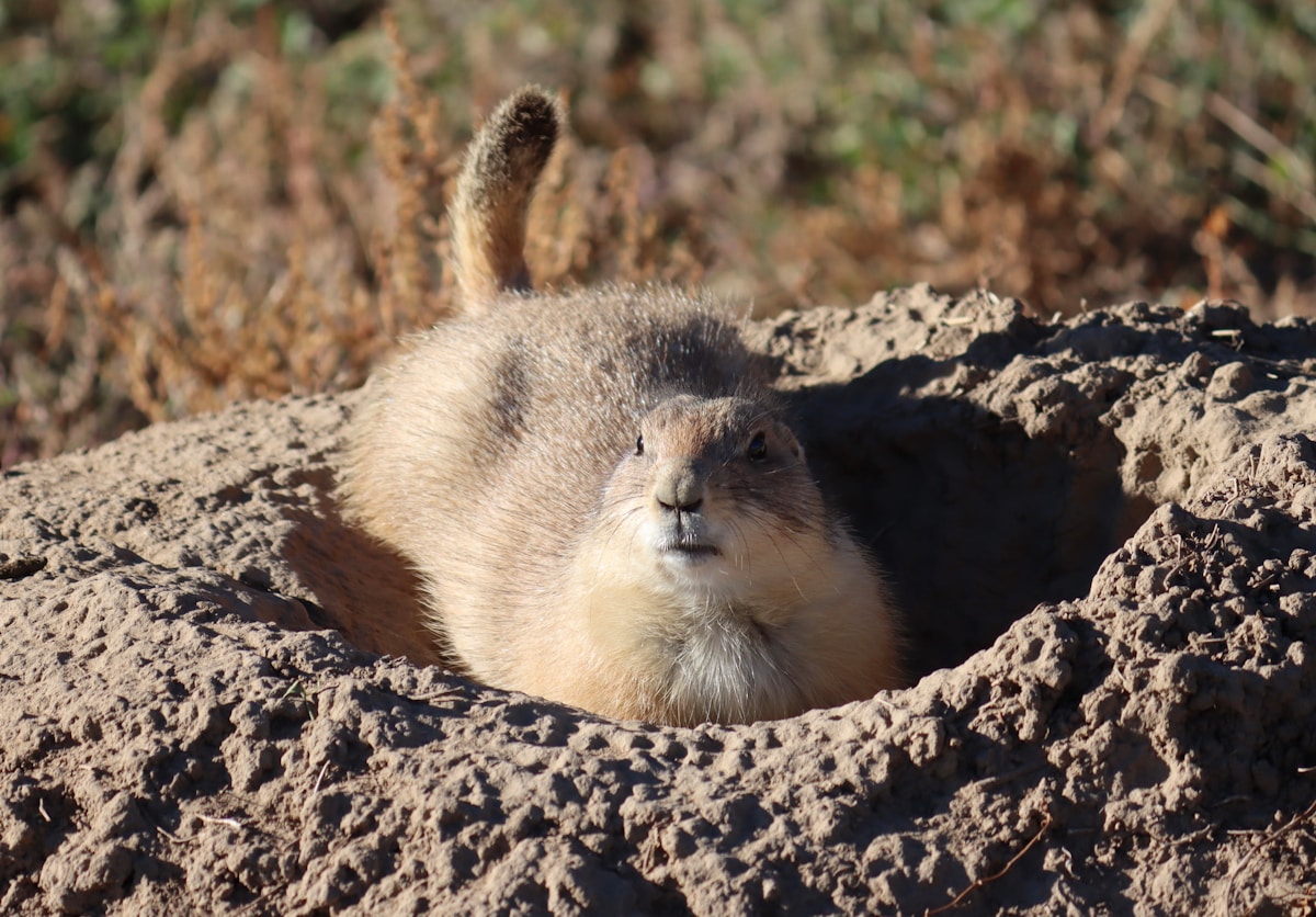 Colorado Celebrates 50 Years of Otter Recovery Success