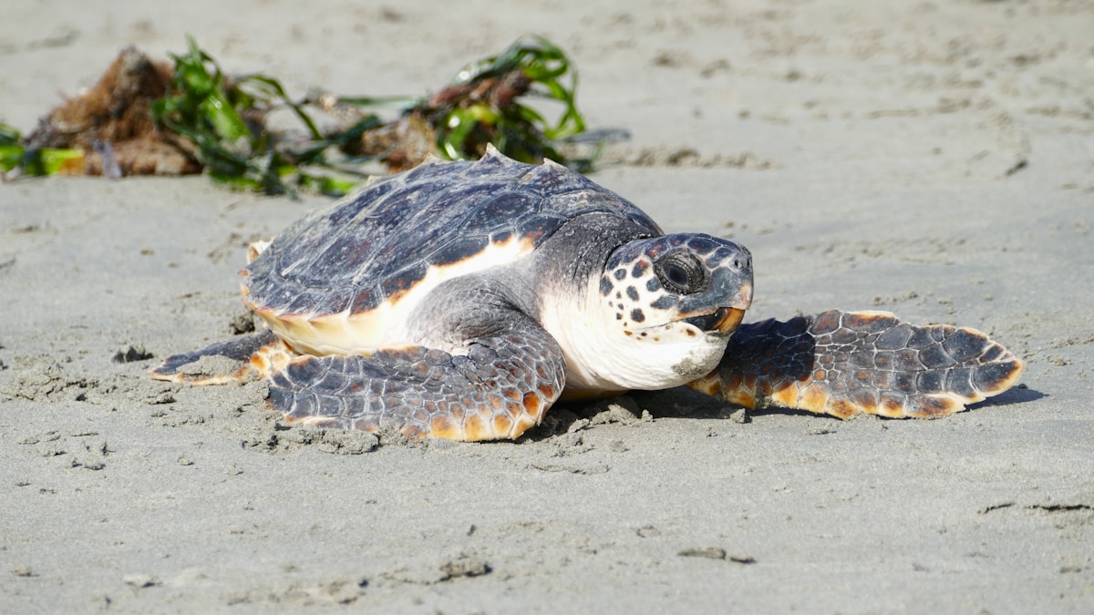 Community Rallies to Protect Nesting Sea Turtles, Raising $126,000 in Seven Years