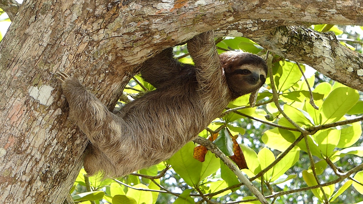 Costa Rican Sanctuary Gives Orphaned Sloths a Second Chance at Comfort