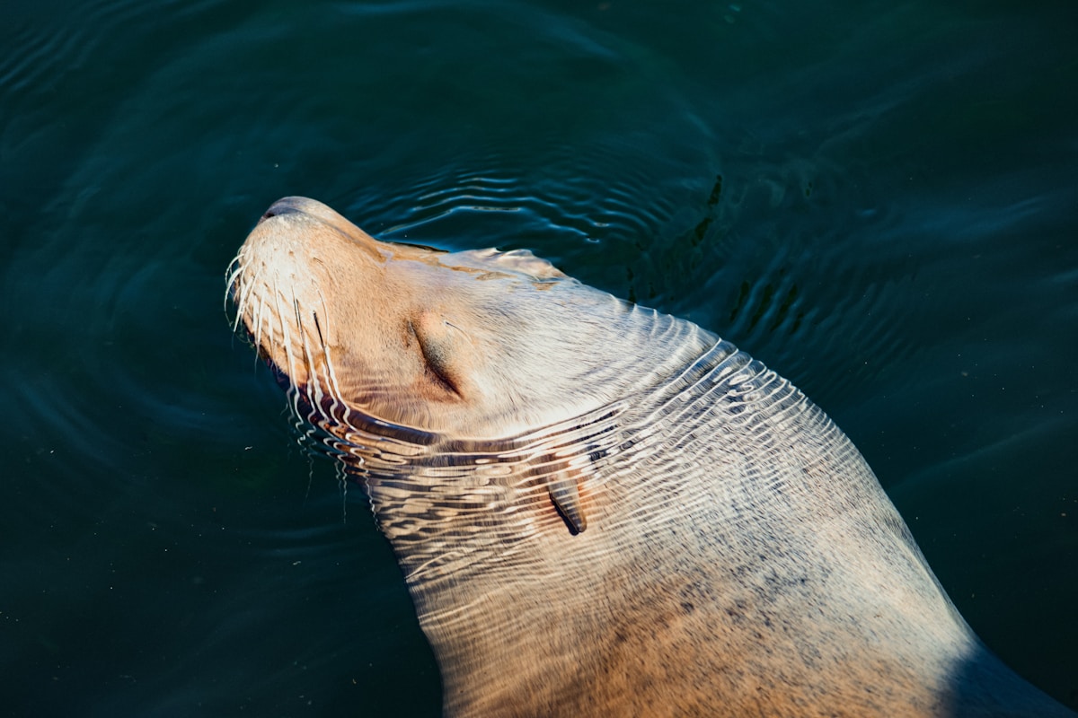 Greece Creates Safe Haven for World's Most Endangered Monk Seals