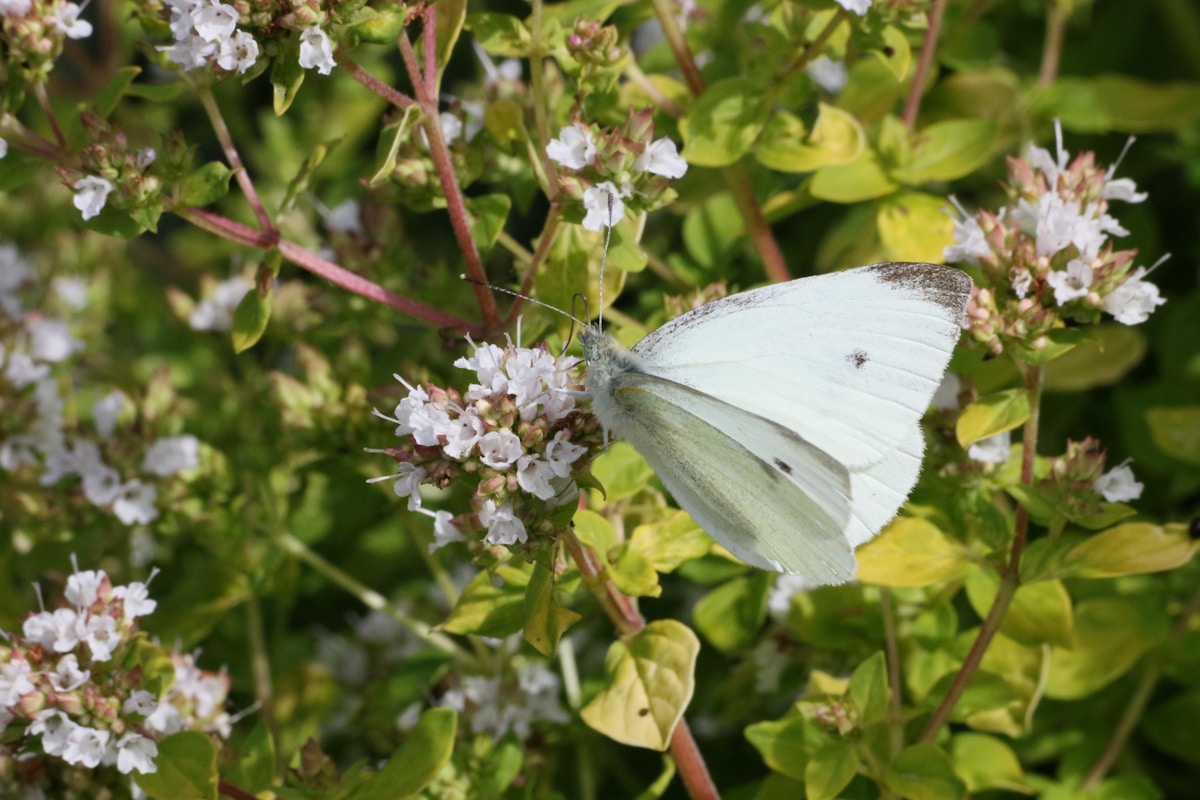 Iconic Black-Veined White Butterfly Returns to Britain After 100-Year Absence