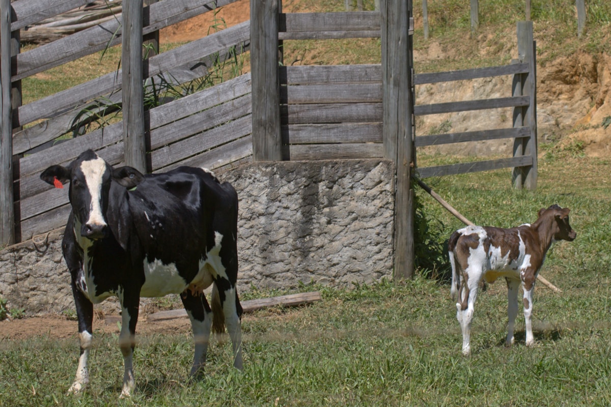 A 600-Mile Journey: Father and Daughter Save Two Baby Cows from the Dairy Industry