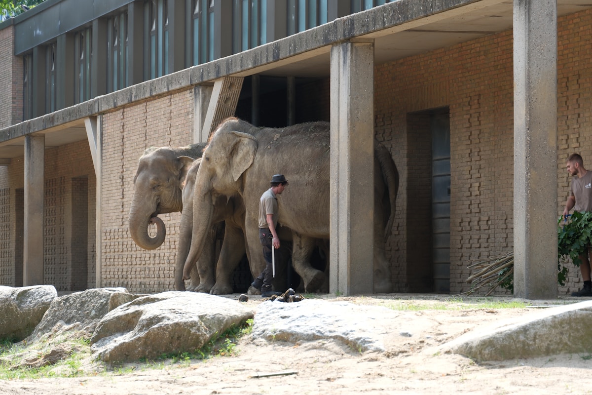 Students Design Smart Wall That Brings Joy and Mental Stimulation to Zoo Elephants
