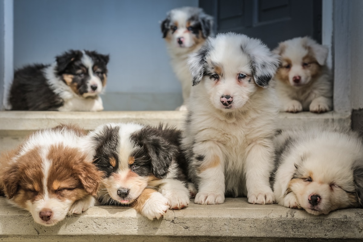 DNA Test Reveals Surprising Identity of Two Adorable Rescue Puppies