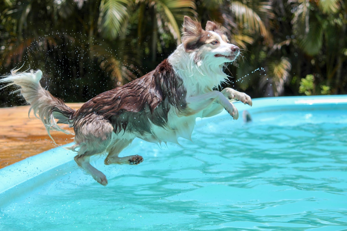 Record-Breaking Dog Pool Party Leaves a Lasting Gift for Shelter Animals