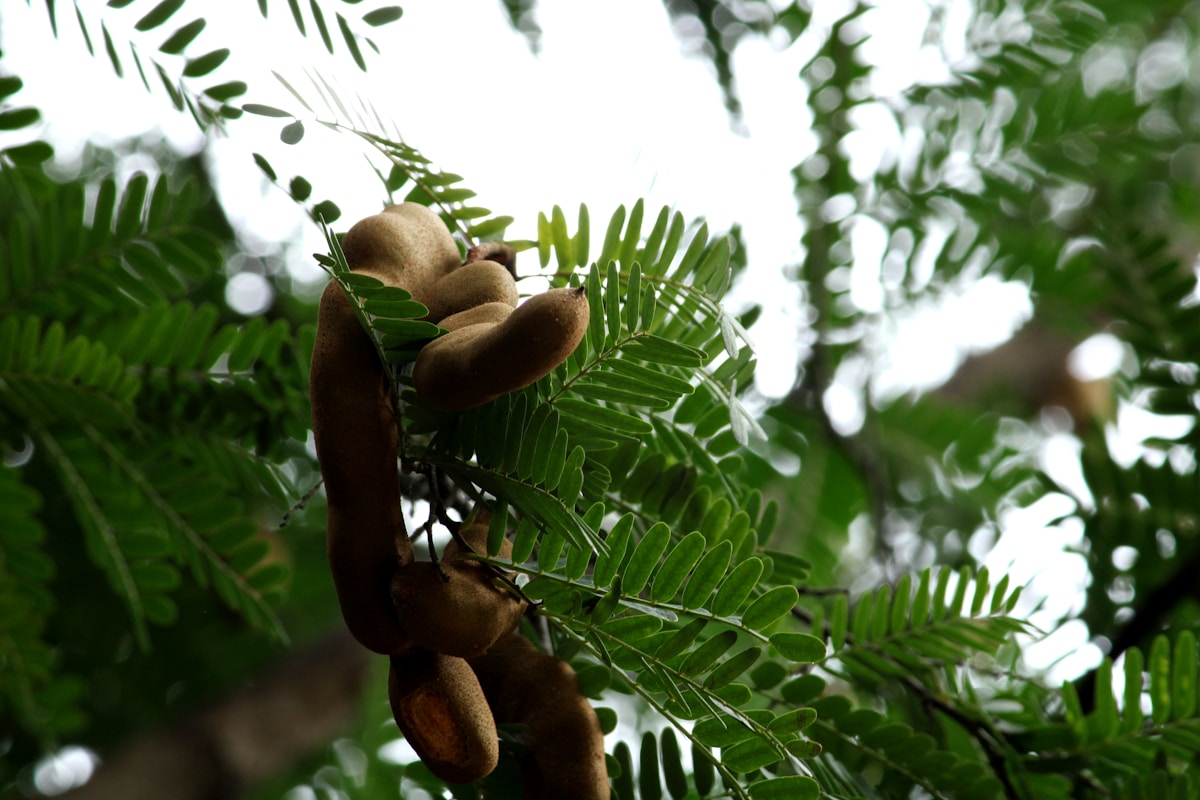 Teen Scientists Find Kitchen Solution to Microplastic Pollution Using Tamarind Powder