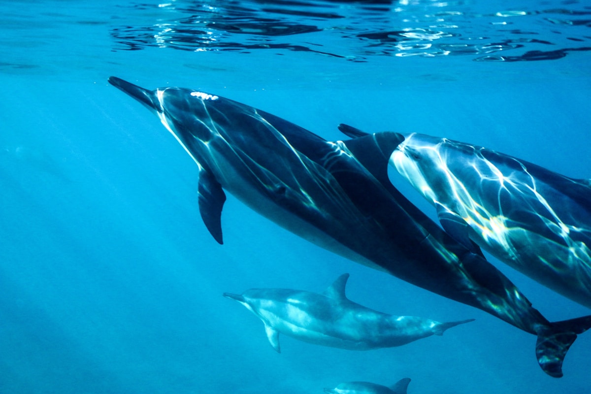 A Drop of Ocean Water Can Now Tell Scientists How Dolphins Are Doing