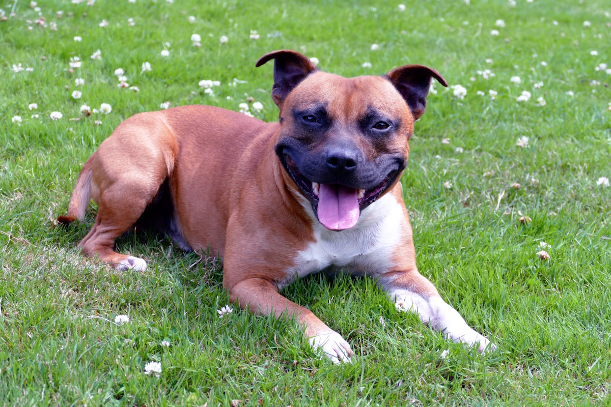Mountain Rescue Team Brings Staffordshire Bull Terrier Home After Dramatic 6-Hour Underground Rescue