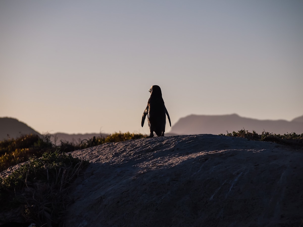 Quick-Thinking Jogger and Wildlife Team Team Up to Rescue Rare African Penguin