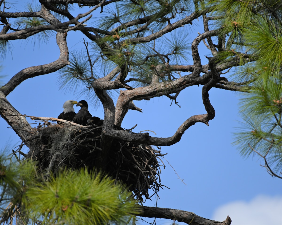 Fourth Graders Turn Bald Eagle Love into Conservation Action