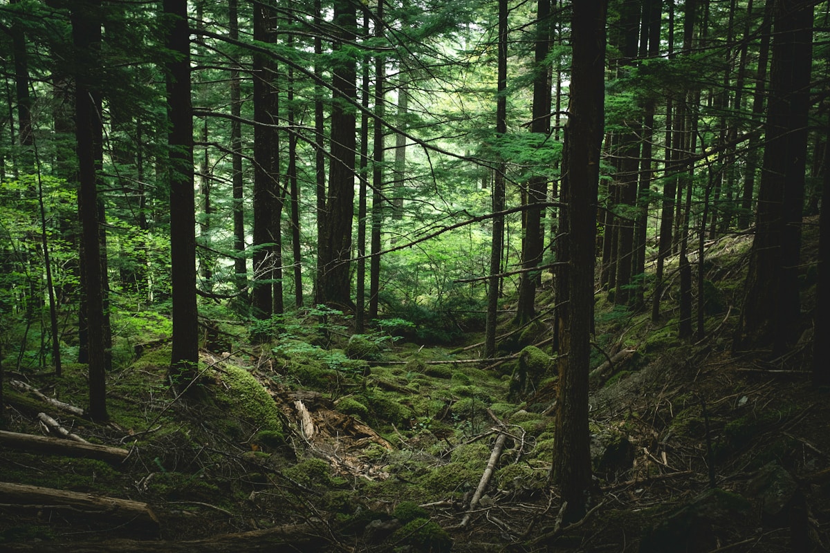 From Poacher to Protector: How One Man Transformed His Relationship With the Forest