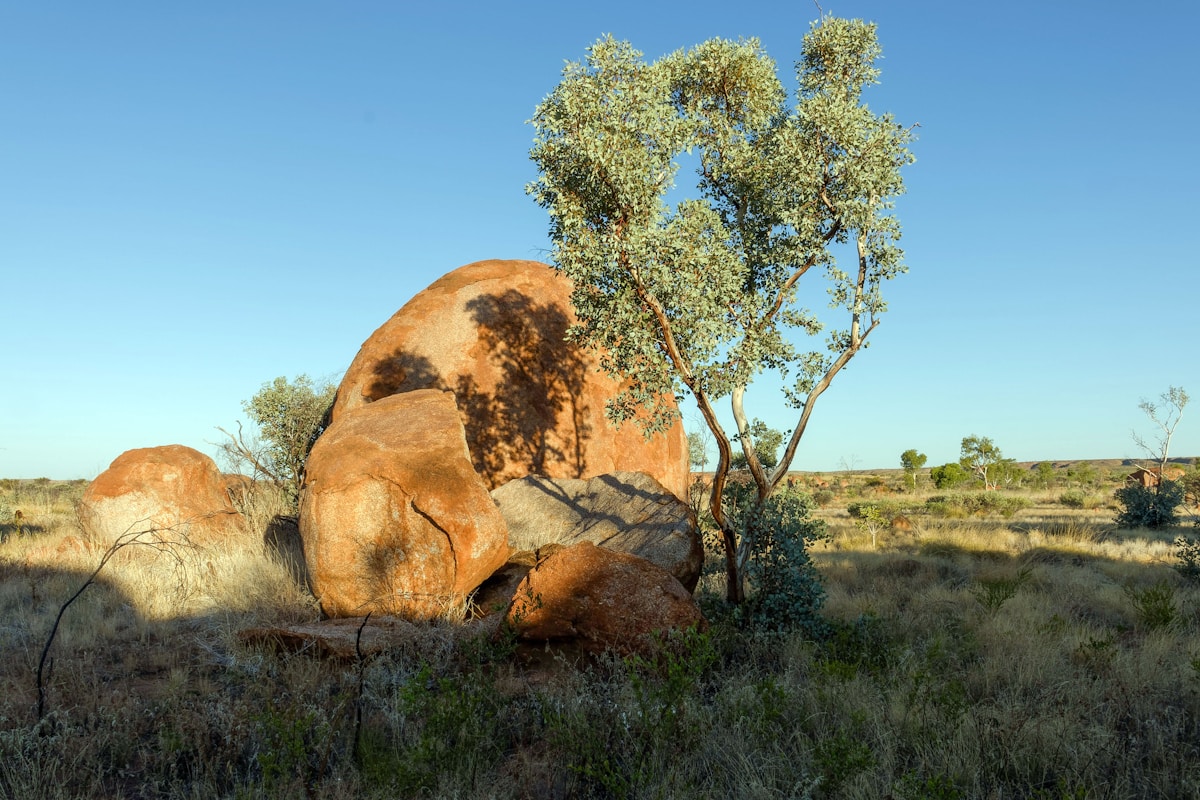 Lost Australian Plant Resurfaces Thanks to a Smartphone Photo and Citizen Science