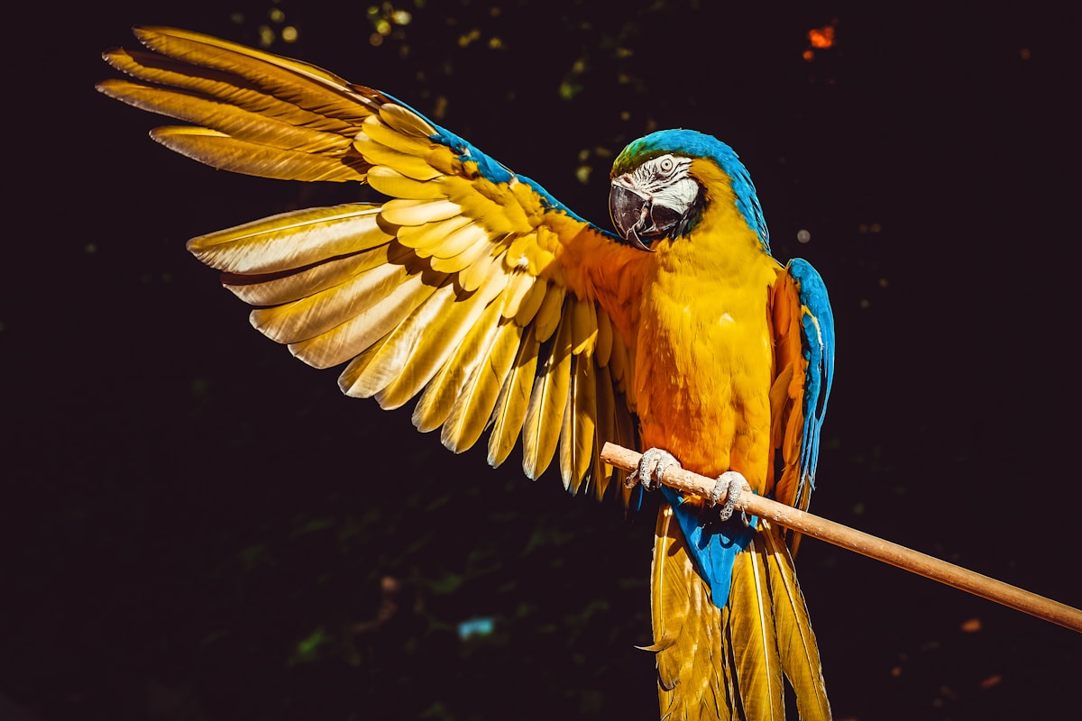 Meet the Inspiring Parrot Who Leads His Flock Despite Physical Challenges