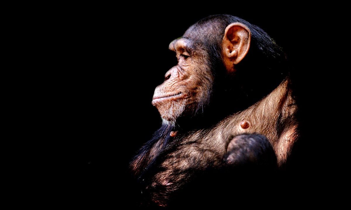 What Made Humans Predominantly Right-Handed? Scientists Find the Answer in Our Evolution