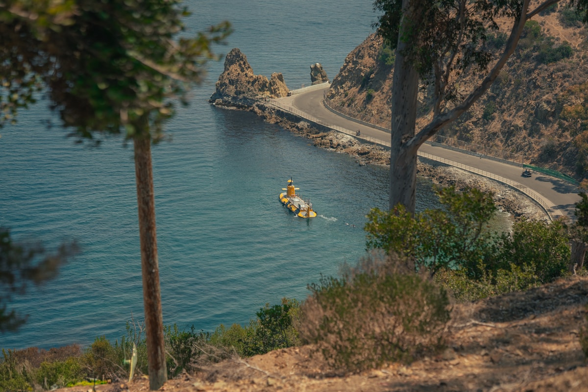 From the Brink Back to the Wild: Catalina Island Foxes Make a Remarkable Comeback