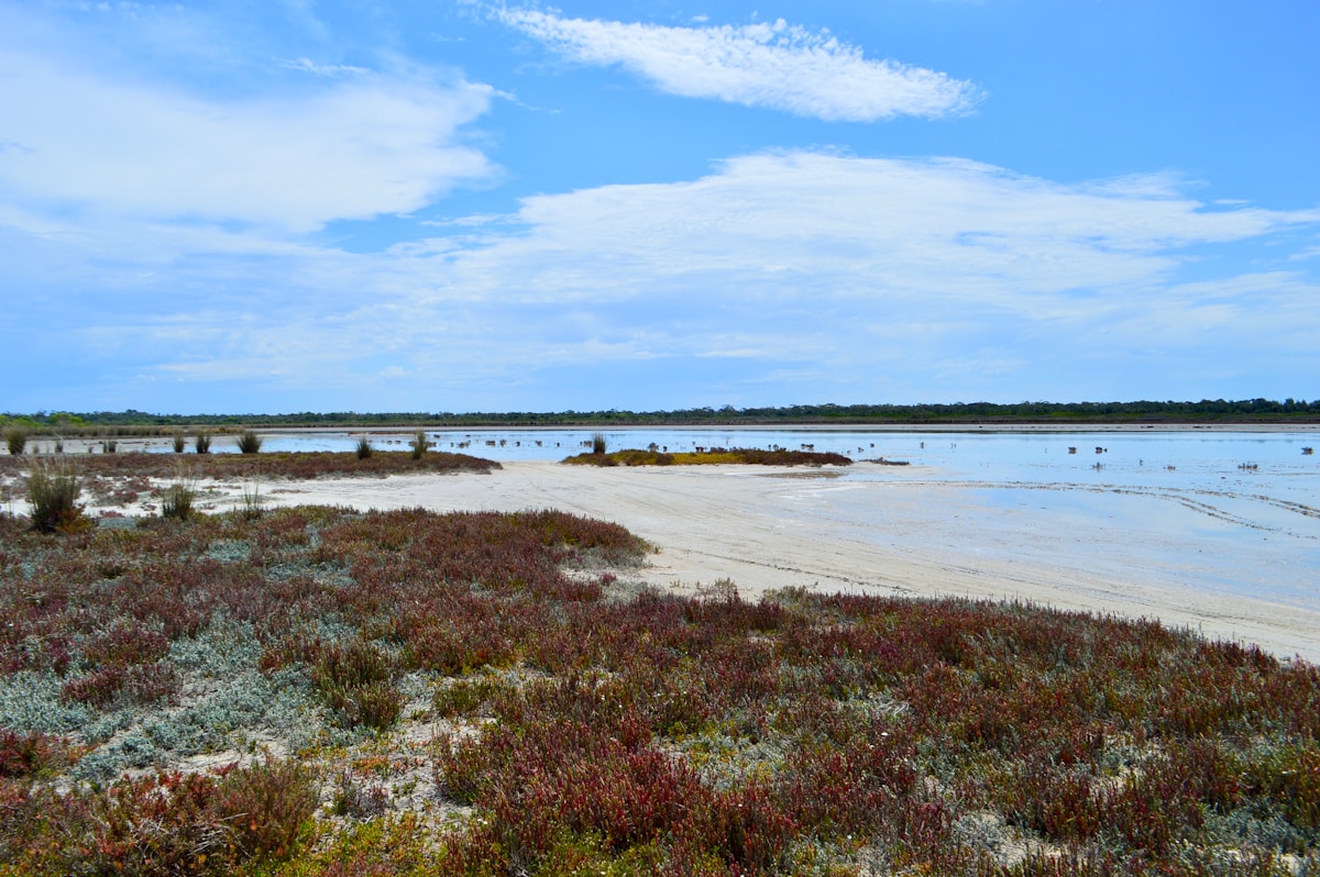 Queensland's Salt Marshes Return to Life as Decades-Old Tidal Gates Come Down