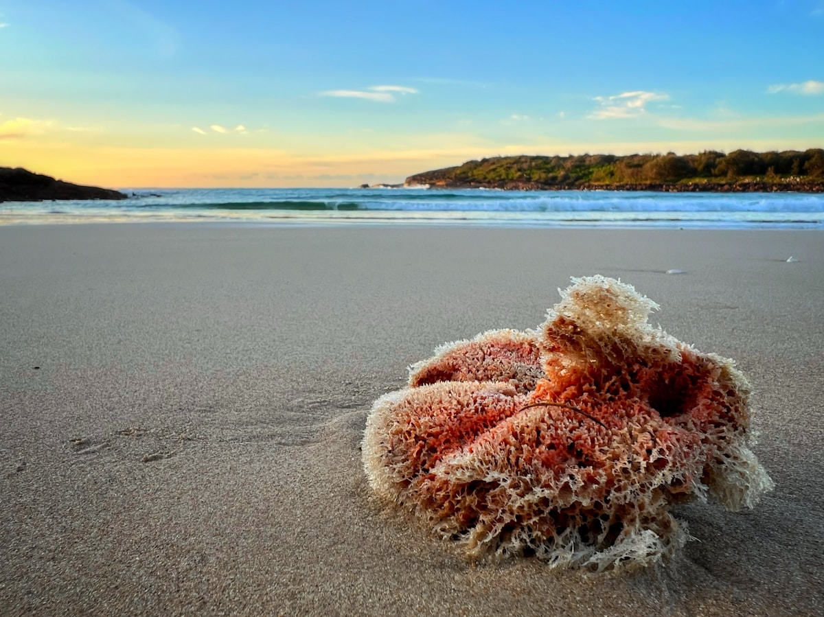 From Fines to Paychecks: Australia Empowers Indigenous Fishermen to Tackle Sea Urchin Crisis
