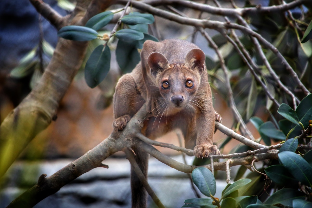 Innovative DNA Analysis Offers Hope for World's Rarest Marsupial